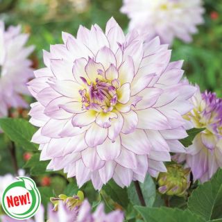 Crazy Love Dahlia Thumbnail